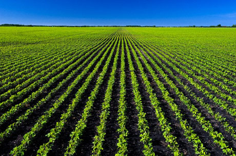 Vsego Za Polveka Soya Prevratilas V Odnu Iz Glavnyh Agrokultur